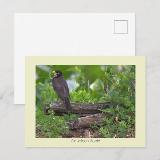 Robin Foto Postcard Postkarte (Vorne/Hinten)