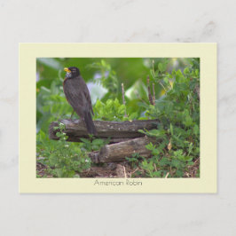 Robin Foto Postcard Postkarte