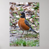 Robin Foto Poster (Vorne)