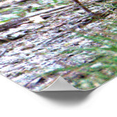 Robin Foto Poster (Ecke)