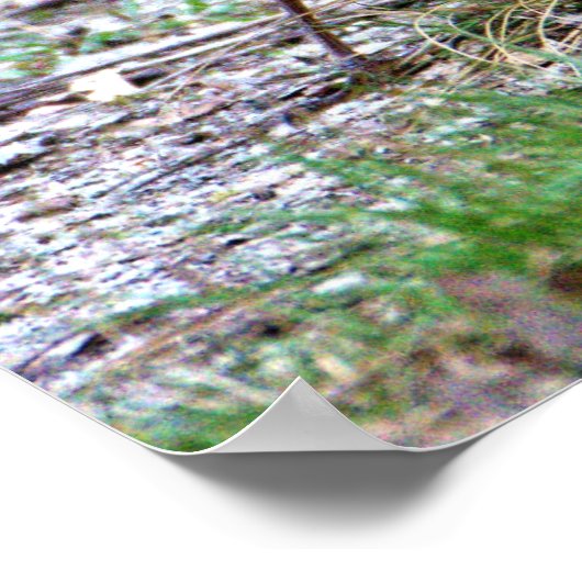 Robin Foto Poster (Ecke)