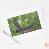 Robin Foto Stickers (Umschlag)