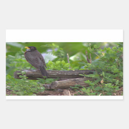 Robin Foto Stickers