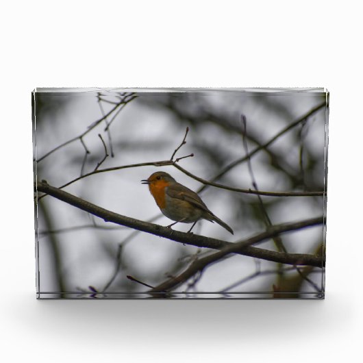 Robin fotoblock (Vorderseite)