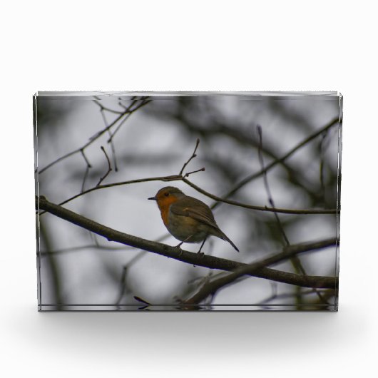 Robin fotoblock (Vorderseite)