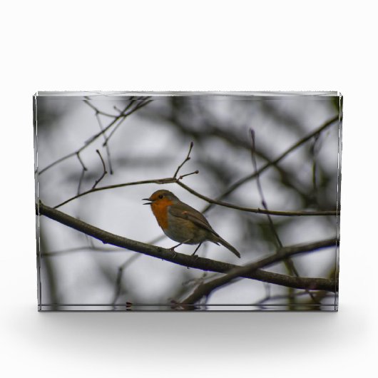 Robin fotoblock (Vorderseite)