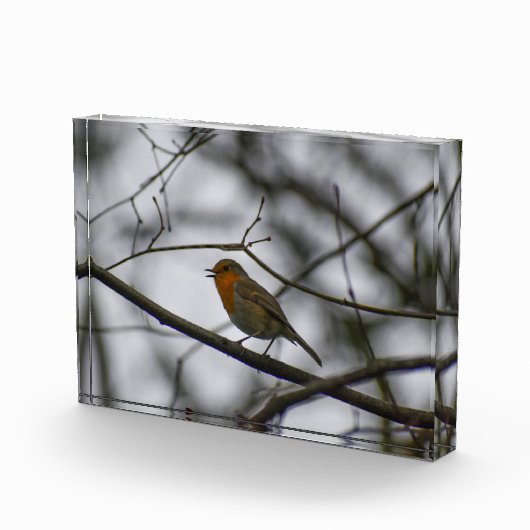 Robin fotoblock (Rechts)