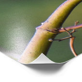 Robin Fotodruck (Ecke)