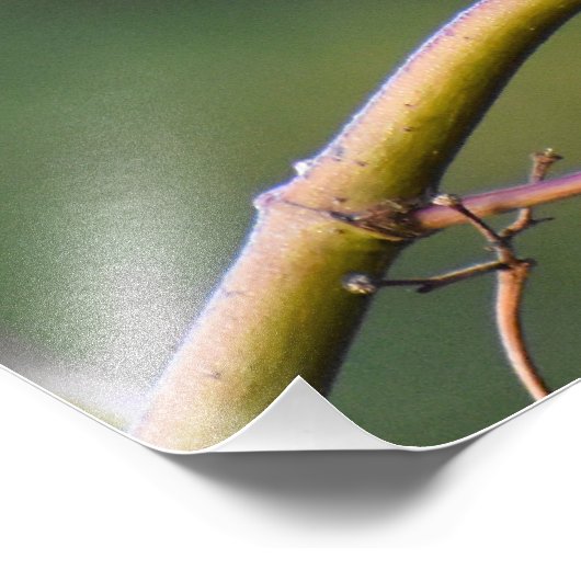 Robin Fotodruck (Ecke)