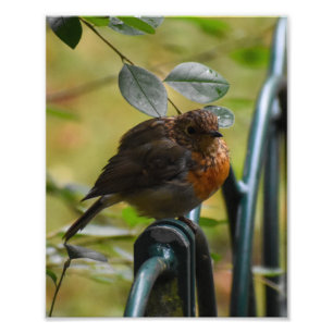 Robin Fotodruck