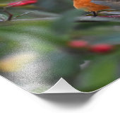 Robin Fotodruck (Ecke)