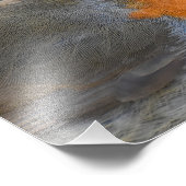 Robin Fotodruck (Ecke)