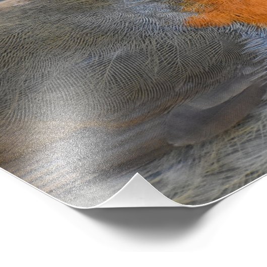 Robin Fotodruck (Ecke)