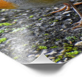 Robin Fotodruck (Ecke)