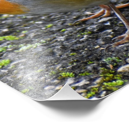 Robin Fotodruck (Ecke)