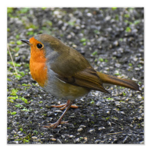 Robin Fotodruck