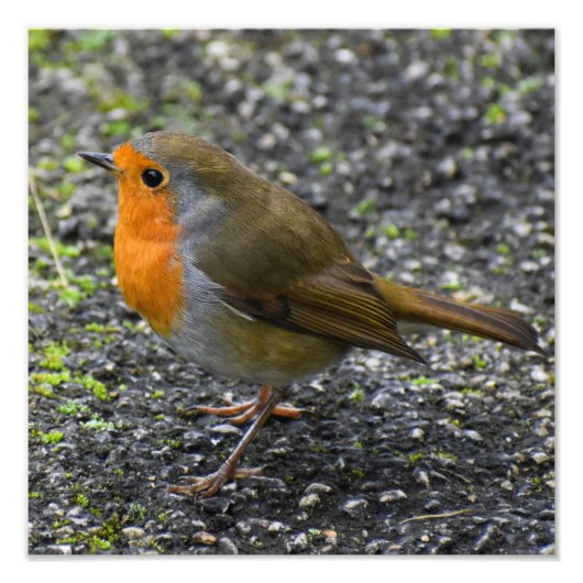 Robin Fotodruck (Vorne)