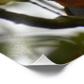 Robin Fotodruck (Ecke)