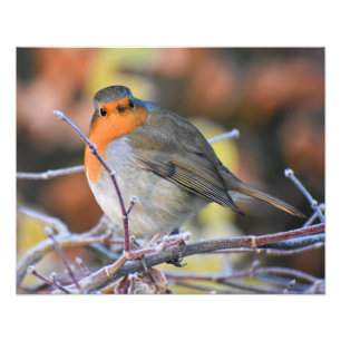 Robin Fotodruck