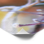 Robin Fotodruck (Ecke)