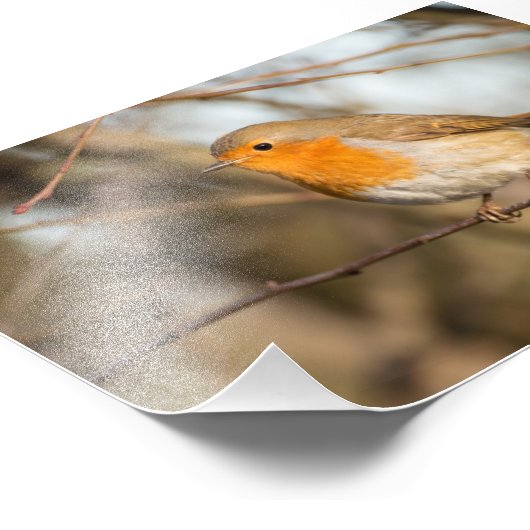 Robin Fotodruck (Ecke)