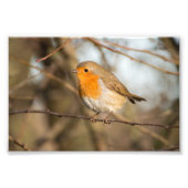 Robin Fotodruck (Vorne)