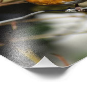 Robin Fotodruck (Ecke)