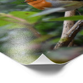 Robin Fotodruck (Ecke)