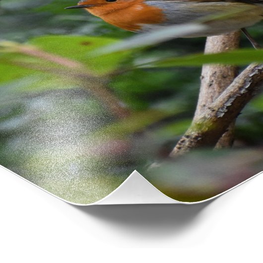 Robin Fotodruck (Ecke)