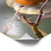 Robin Fotodruck (Ecke)