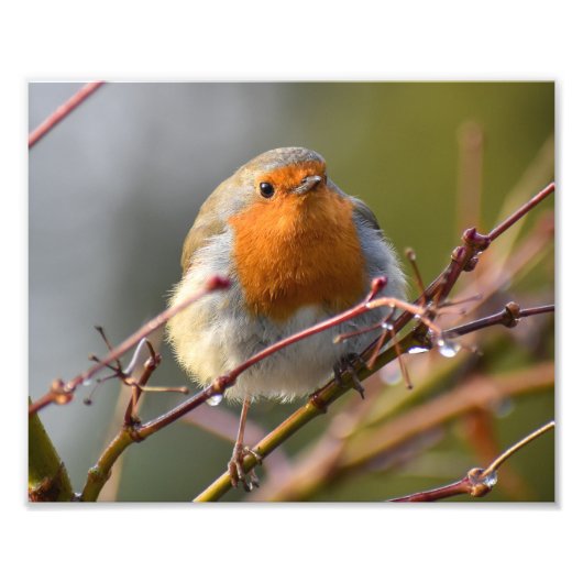 Robin Fotodruck (Vorne)