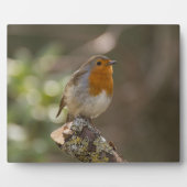 Robin Fotoplatte (Vorderseite)