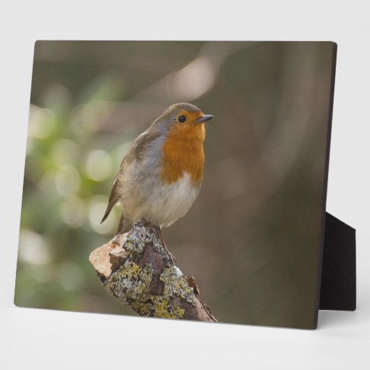 Robin Fotoplatte (Seite)