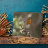 Robin Fotoplatte (Seite)