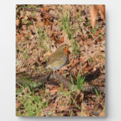 Robin Fotoplatte (Vorderseite)