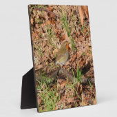 Robin Fotoplatte (Seite)