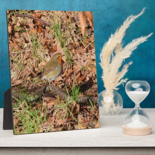 Robin Fotoplatte (Seite)