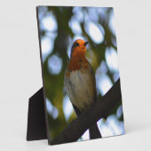 Robin Fotoplatte (Seite)