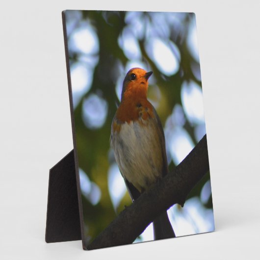 Robin Fotoplatte (Seite)
