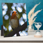 Robin Fotoplatte (Seite)