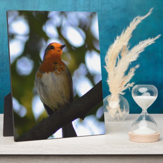 Robin Fotoplatte (Seite)