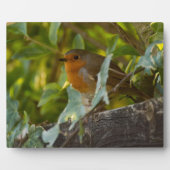 Robin Fotoplatte (Vorderseite)