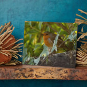 Robin Fotoplatte (Seite)