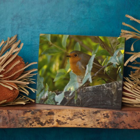 Robin Fotoplatte (Seite)