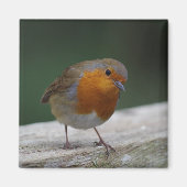 Robin Fridge Magnet (Vorne)