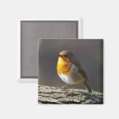 Robin Fridge Magnet (Vorderseite/Rückseite)