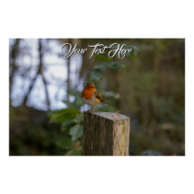 Robin Glossy Poster