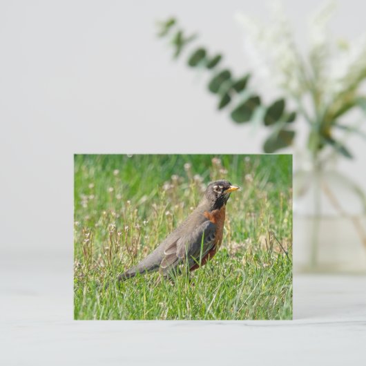 Robin im Gras und Sonnenlicht Postkarte (Stehend Vorderseite)