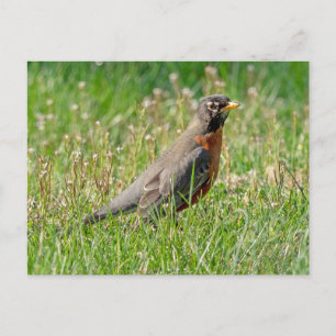 Robin im Gras und Sonnenlicht Postkarte