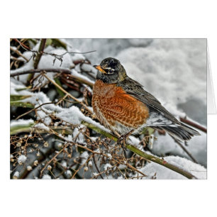 Robin im Schnee